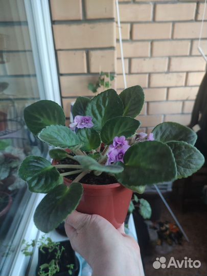 Фиалка в горшках