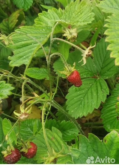 Клубника Викторя и Чебурашка,Земляника садовая 30ш