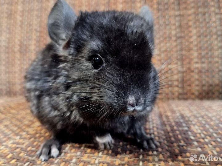 Шиншиллёнок