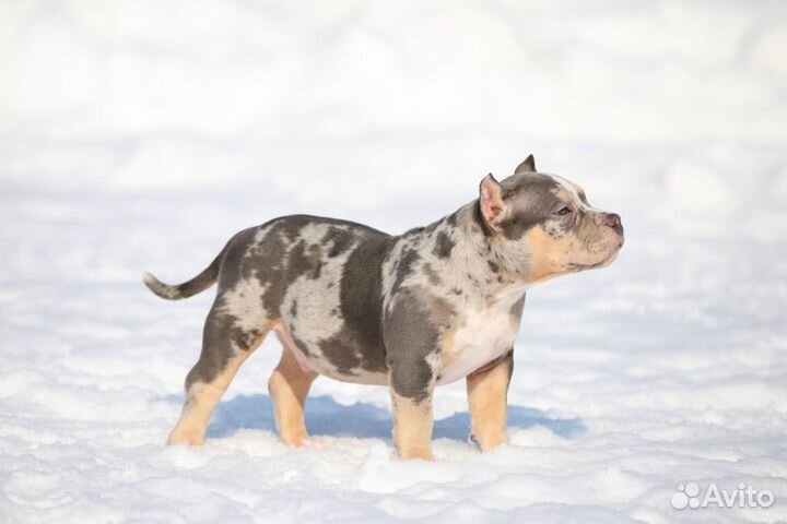 Американский булли покет мальчик