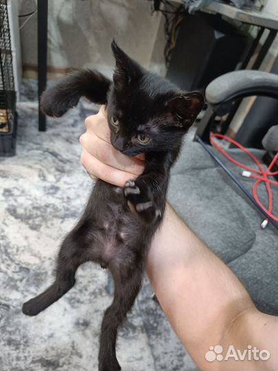 Котик в добрые руки