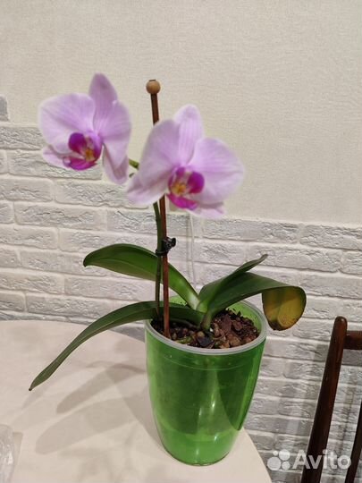 Орхидея фаленопсис