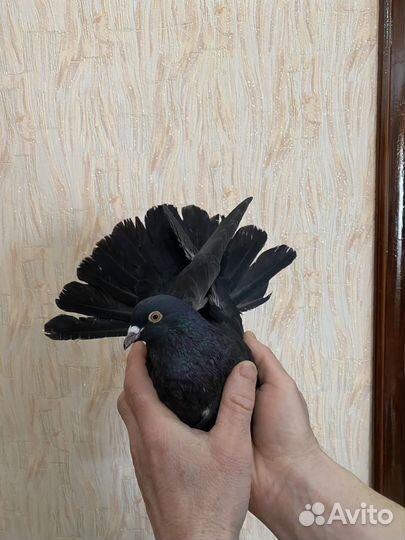 Николаевские голуби