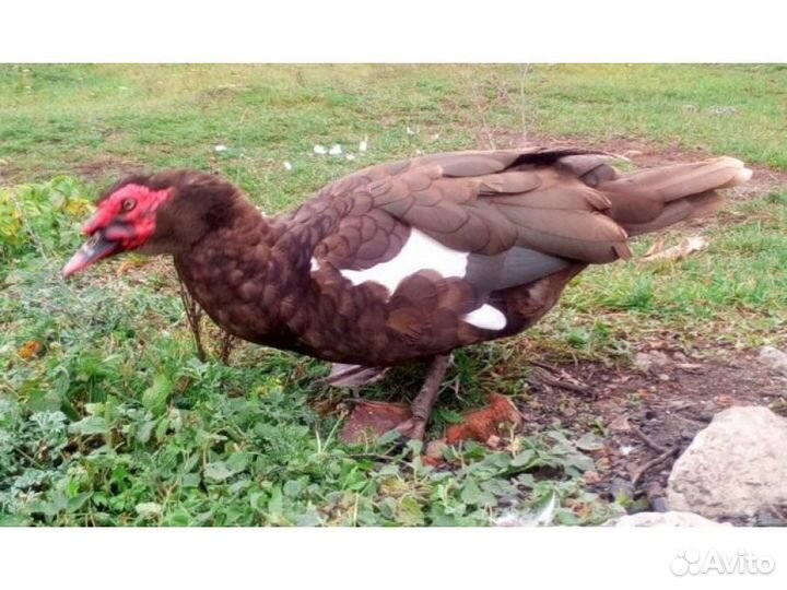 Утки-селезни красный бык