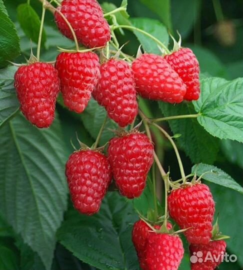 Малина Туламин