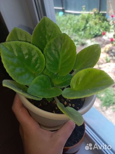 Фиалка филетовая / розовая