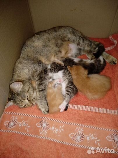 Котята в добрые руки