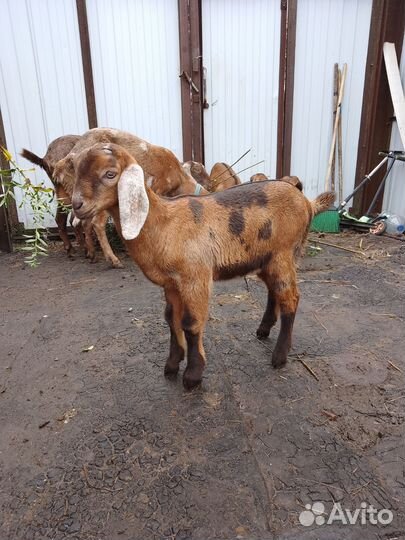 Нубийские козлята
