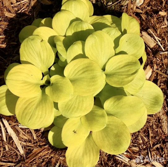 Хоста растение