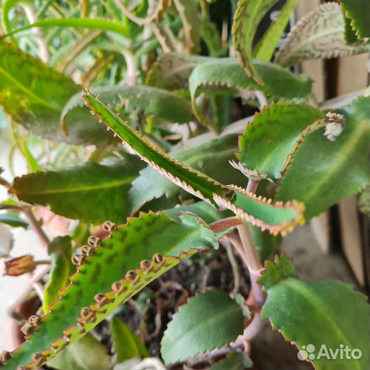 Каланхоэ лечебное