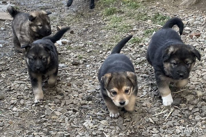 Щенки в хорошие руки
