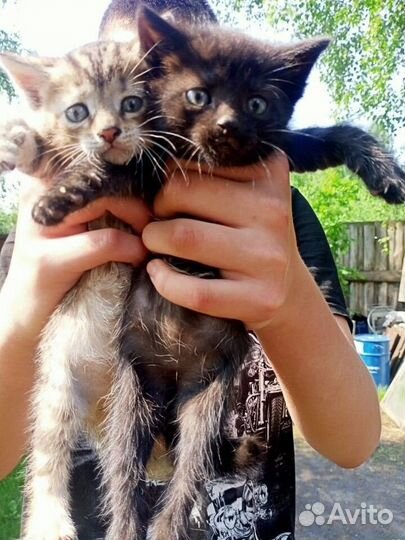 Котята 1,5 мес