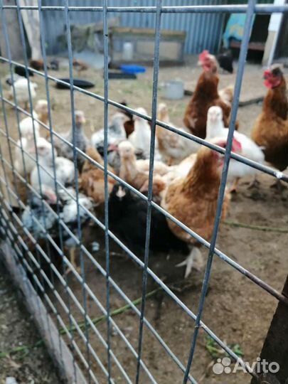 Куры петухи