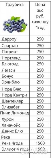 Голубика саженцы