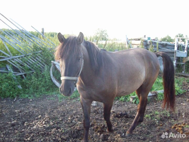 Жеребец проиводитель