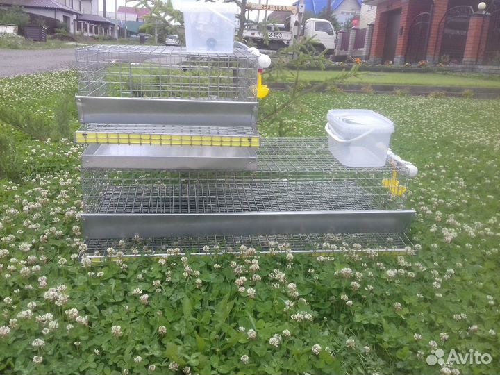 Клетка для перепелов