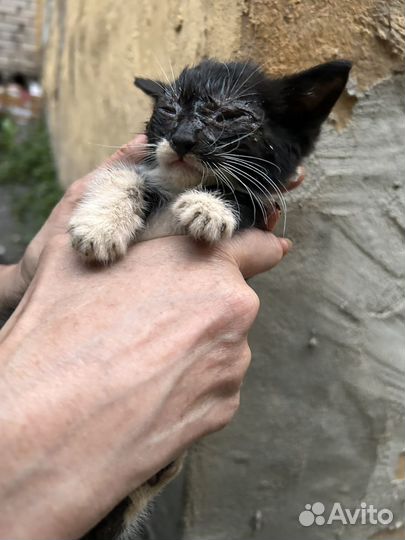 Котенок черный в добрые руки