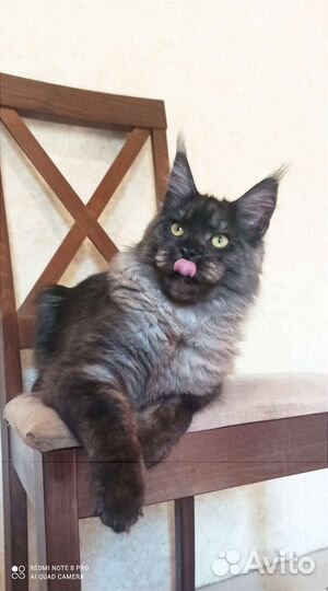 Котята Мейн-кун - питомник