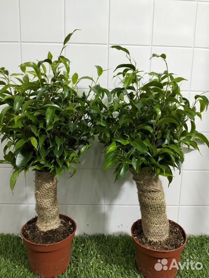 Фикус бенджамина наташа