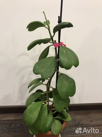 Хойя Керри,Мирт,Гиппеаструм