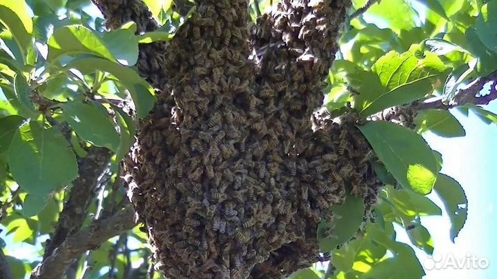 Пчелиный рой