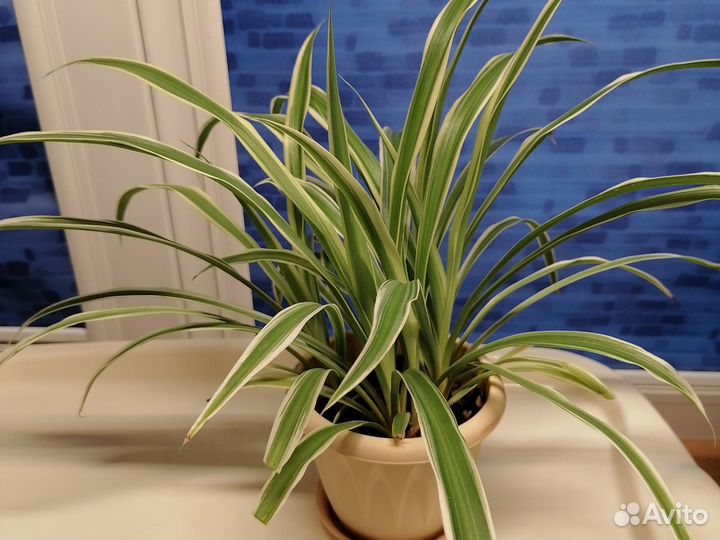 Хлорофитум кудрявый