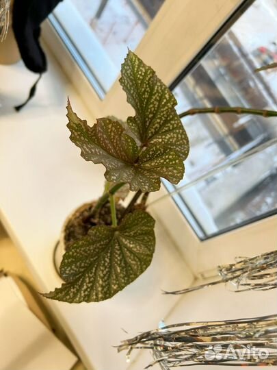 Бегония пятнистая