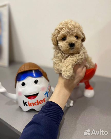 Мальтипу микро teddy f1 korea