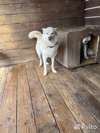Сибирский хаски в добрые руки
