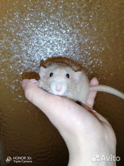 Дамбо редких окрасов крысята