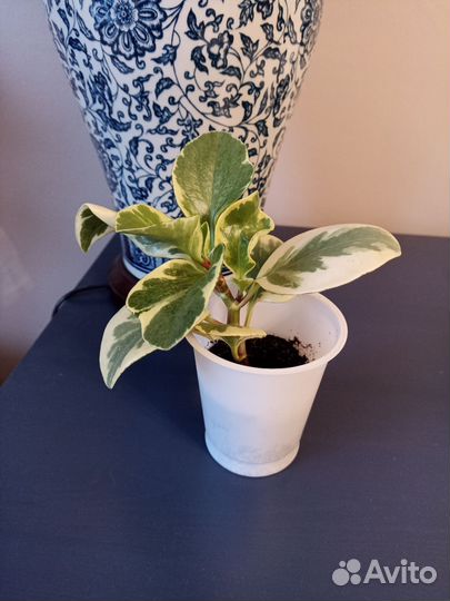 Пеперомия вариегатная