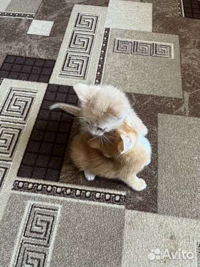 Котята в добрые руки мальчики бесплатно