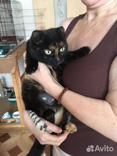 Кошка