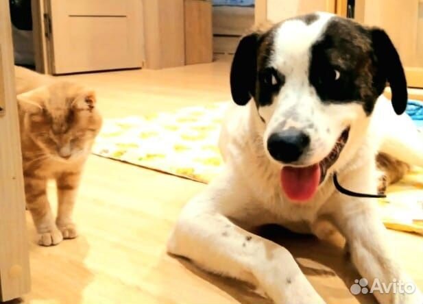 Собака друг