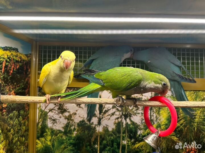 Попугай Калита монах квакер