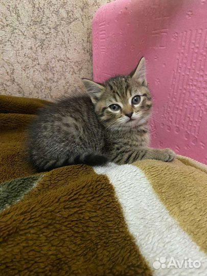 Котята