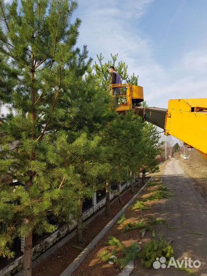 Спил деревьев во Владимире и Области