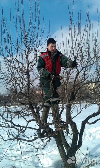 Обрезка плодовых деревьев
