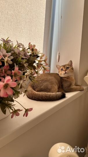 Шотландская золотая шиншилла