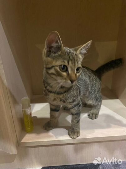 Котенок бесплатно