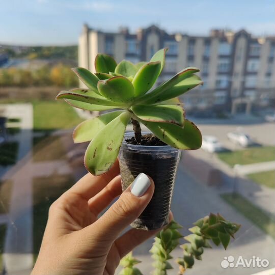 Суккуленты