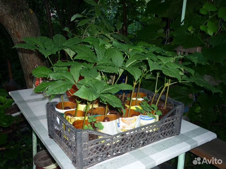 Каштан конский