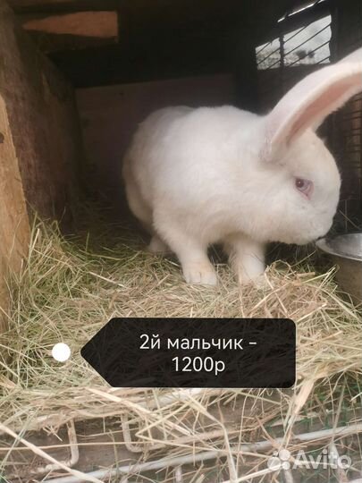 Кролики великаны