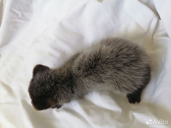 Ручные соболя. Резерв