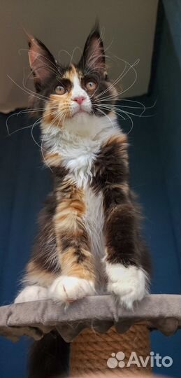 Мейн-кун девочка черепашка