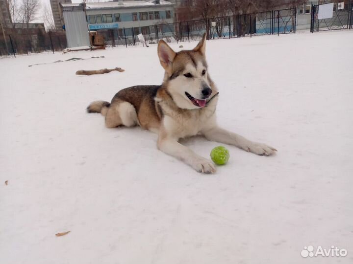 Собака