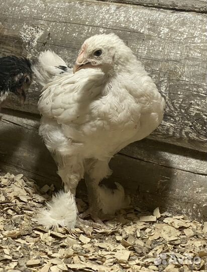Цыплята разных возрастов мясояичной породы