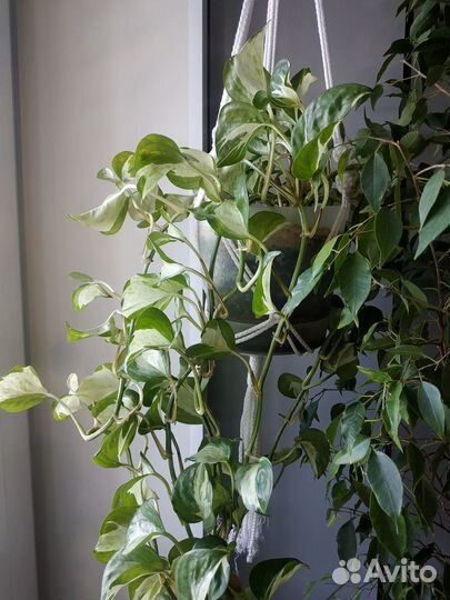 Эпипремнумы (сциндапсусы) хеппи лив, н-джой и др
