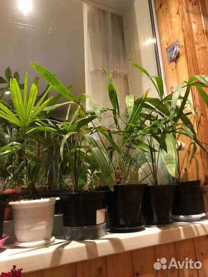 Пальма трахикарпус цветы растения