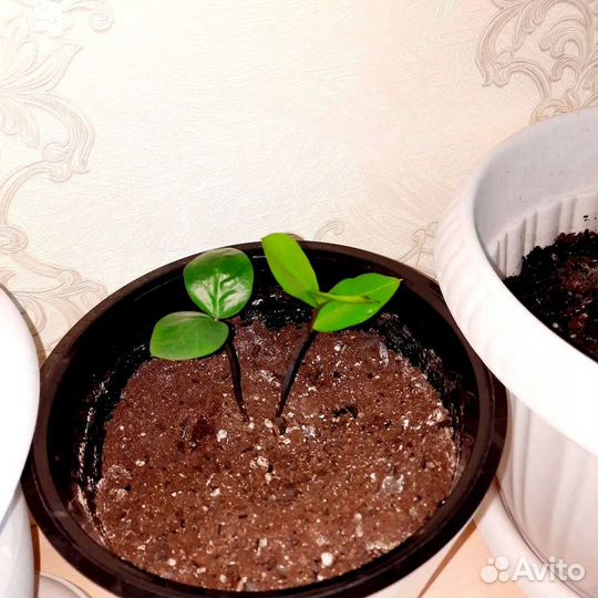 Замиокулькас